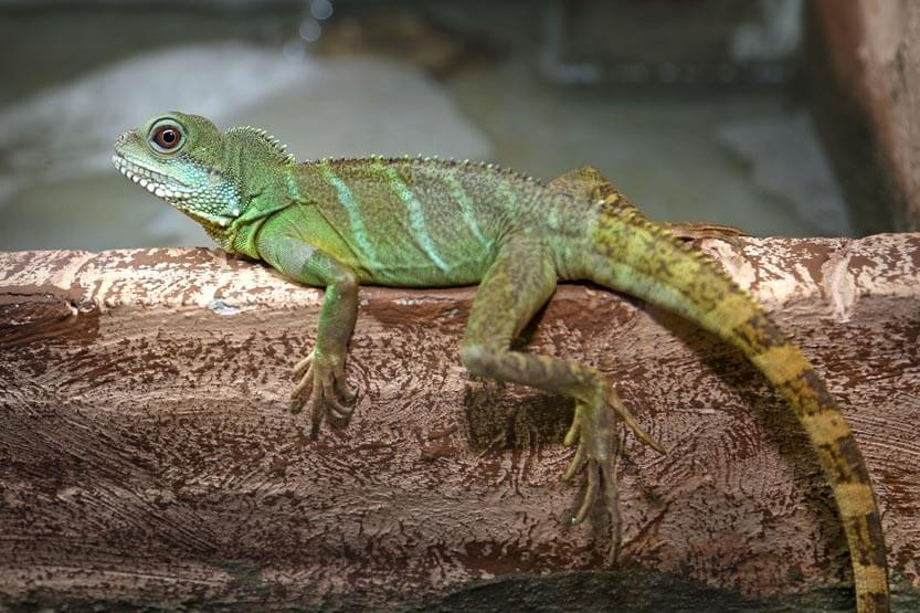 Im Aquarium Terrarium in Krk stehen erstaunliche Tierarten zur Besichtigung
