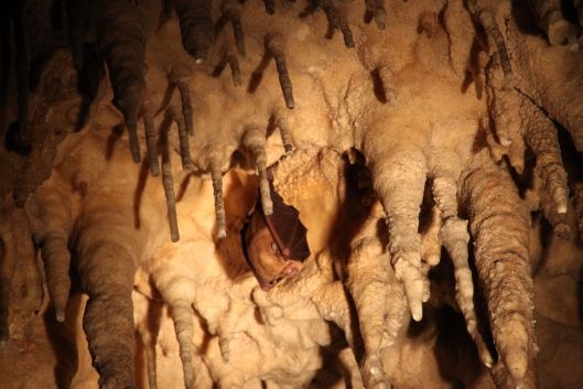 Atemberaubende geomorphologische Formen in der Biserujka Höhle