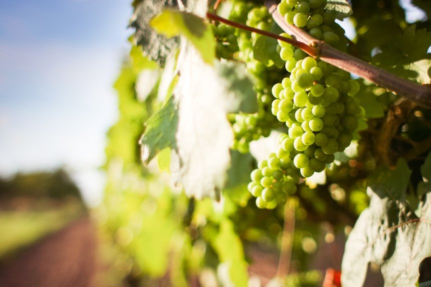 The harvest at Vrbnik vineyards