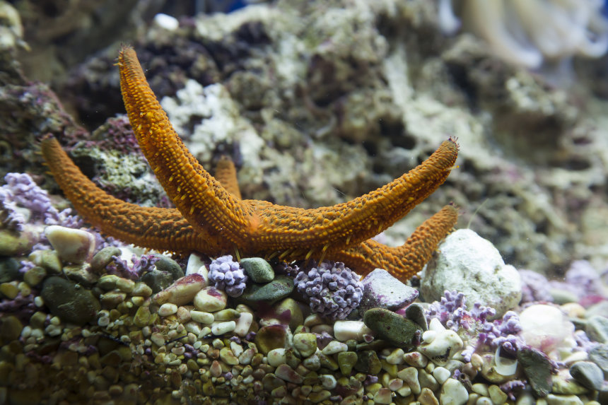 Aquarium Krk - diversity of marine life right before you