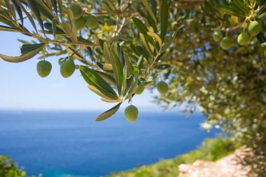 Oliven auf der Insel Krk (Bildquelle: Tourismusverband der Stadt Krk)